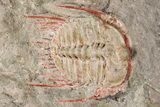 Two Colorful Kettneraspis Trilobite - Timrzit , Morocco #270567-3